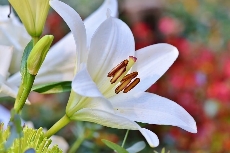 Les meilleures plantes pour attirer les pollinisateurs