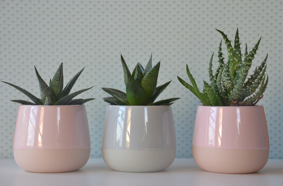 Plantes d’intérieur faciles à entretenir pour débutants