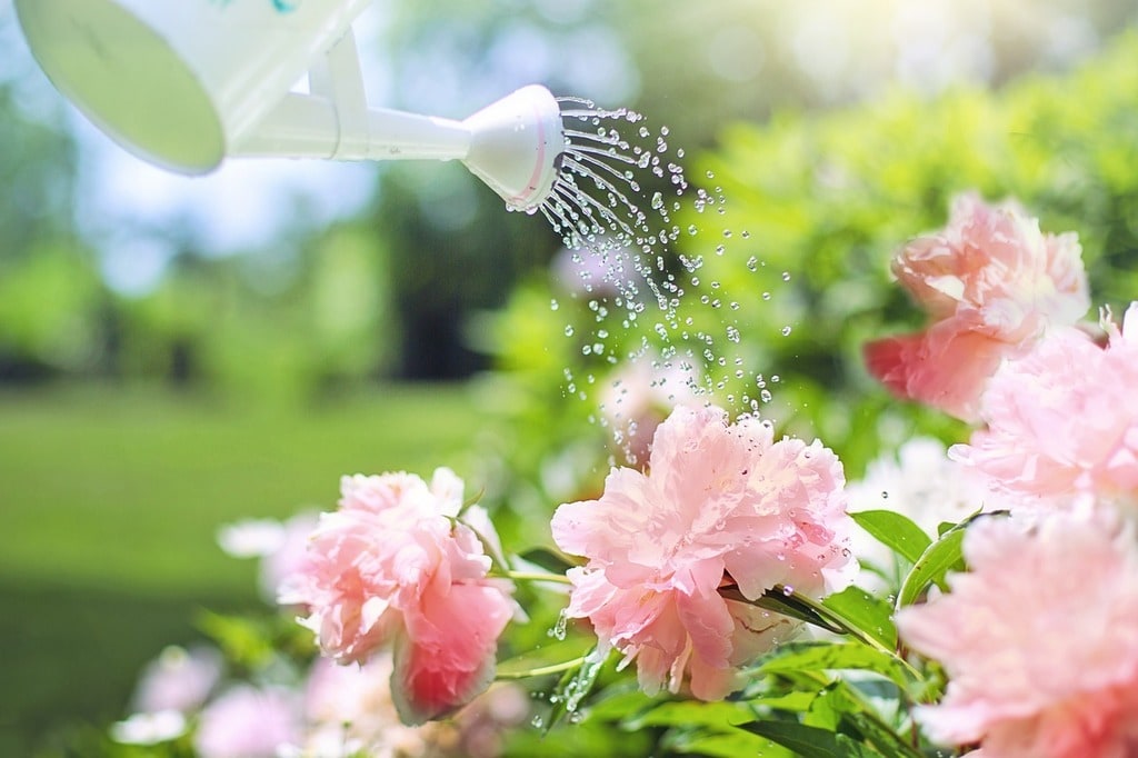 Techniques pour économiser l'eau en jardinant