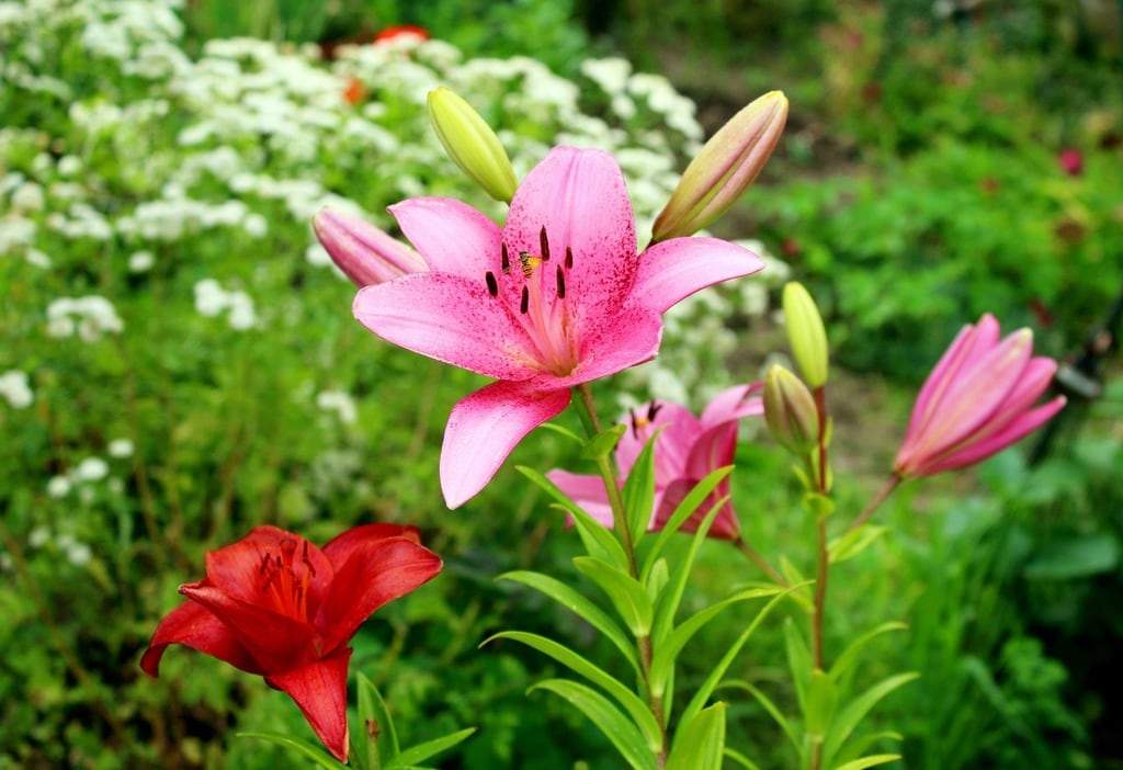Choisir des fleurs vivaces à floraison longue pour son jardin